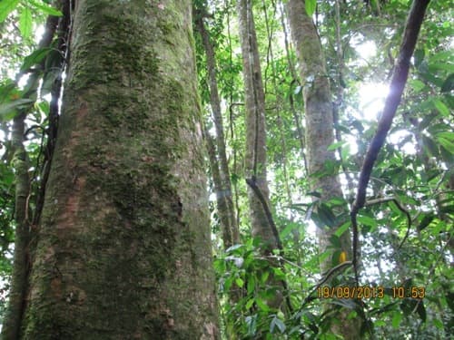 Sentul