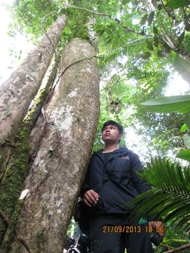 Kayu Marpak