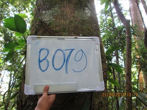 Kayu Kenolan