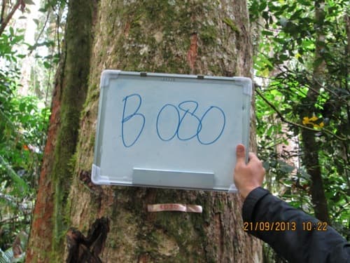 Kayu Maraoba