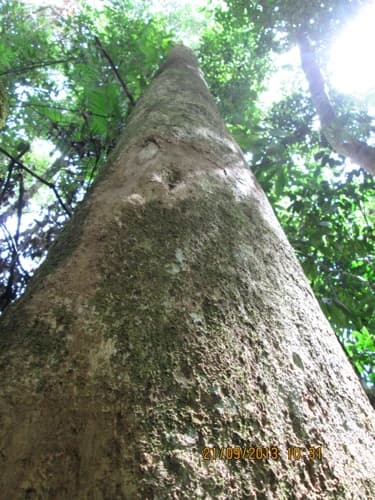 Kayu Marpak