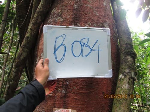 Medang Jangat