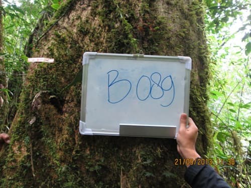 Kayu Kenolan
