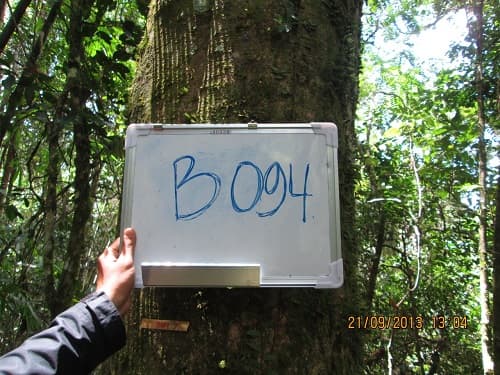 Kayu Kenolan