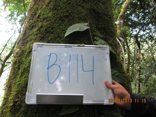 Kapur