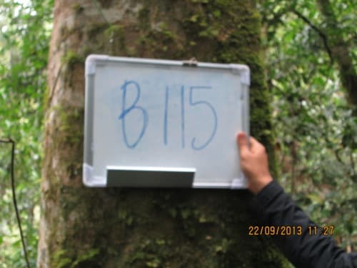 Kayu Maloro