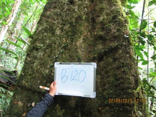 Kayu Marpak