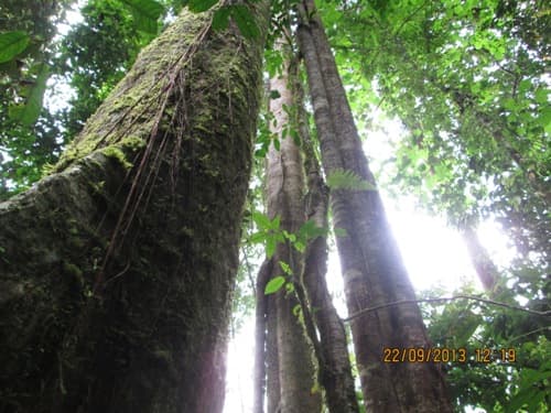Kayu Marpak