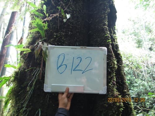 Kayu Meran