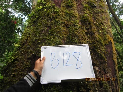 Kayu Surian