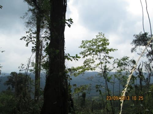 Kayu Merpak