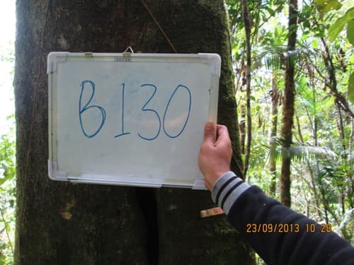 Kayu Kenolan