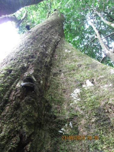 Kayu Merpak