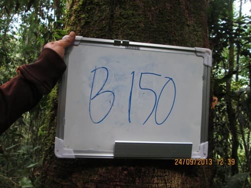 Kayu Kembang