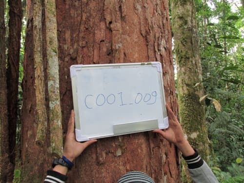 Kayu Erang