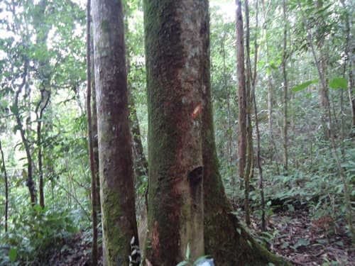 Medang Pauh