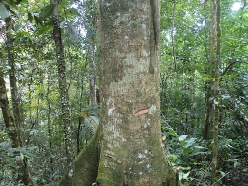 Kayu Kenolan