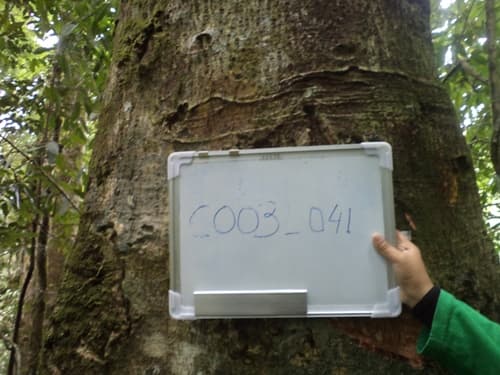 Kayu Kenolan