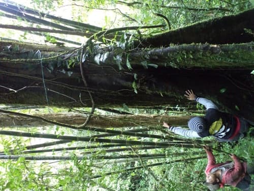 Kayu Kenolan