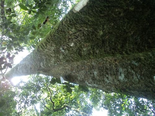 Ketung