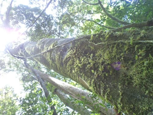 Manau