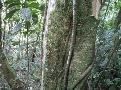 Kayu Kenolan