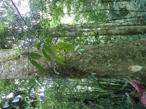 Muaro Tepang