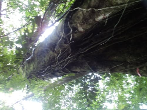 Maroba