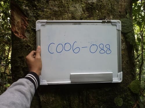 Kayu Kenolan