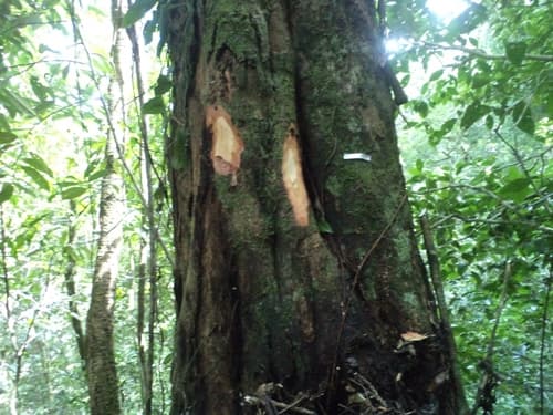 Kayu Mawang