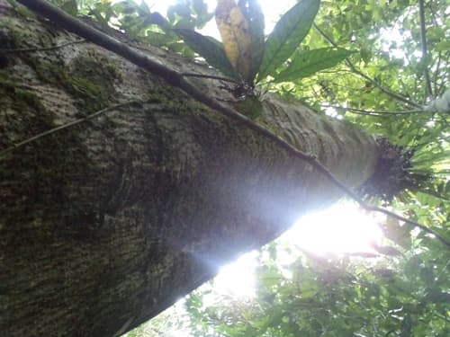 Kayu Kenolan