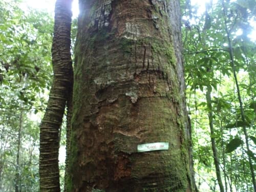 Kayu Kenolan