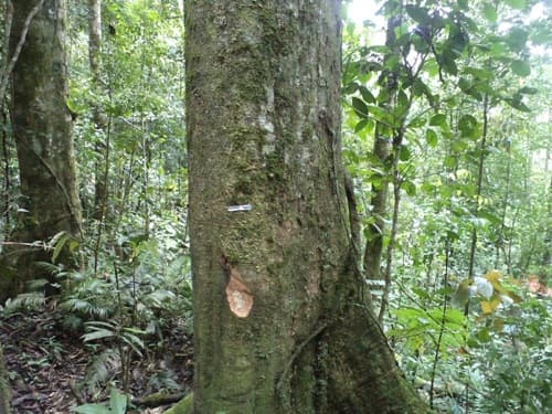 Kayu Kenolan