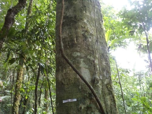 Kayu Kenolan