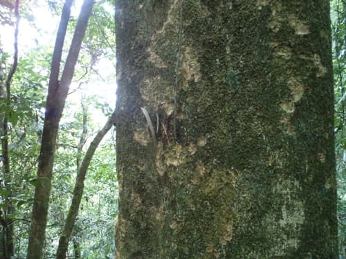 Ketung