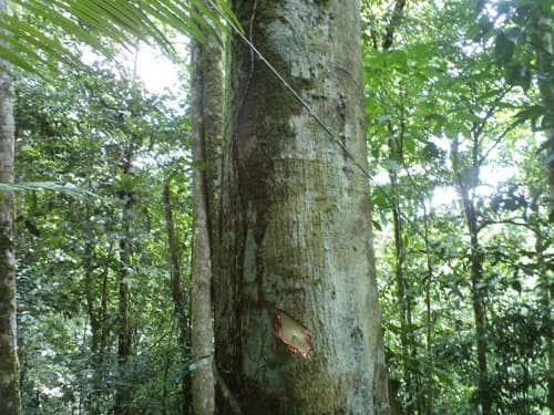 Kayu Kenolan