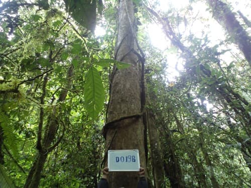 Medang Burung