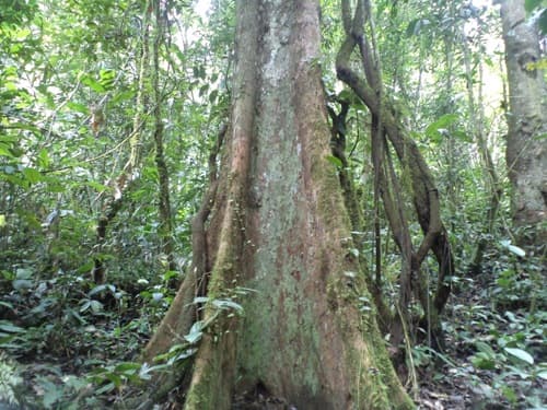 Marajuo