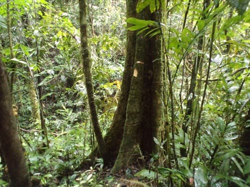 Letung