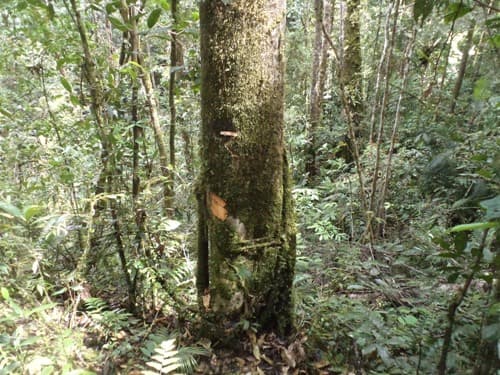 Bentang Palanau