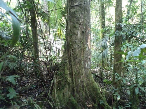 Labu