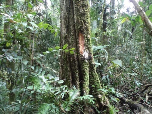 Bentang Bunggal