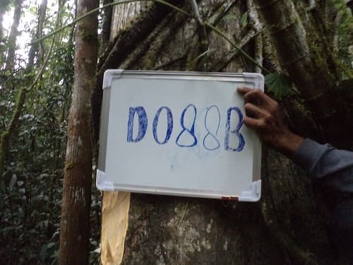 Labu