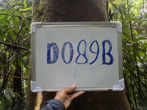 Medang Labu