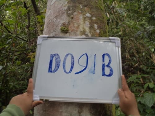 Medang Tebal