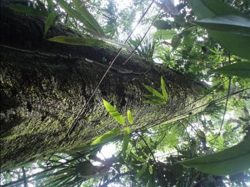 Kayu Nulad