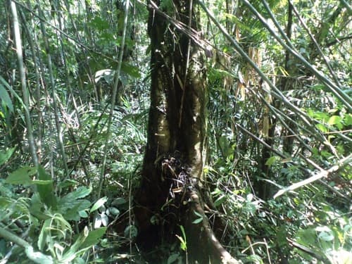 Kumbang