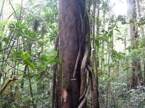 Kenang Hantu