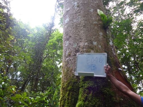 Mendang Pauh