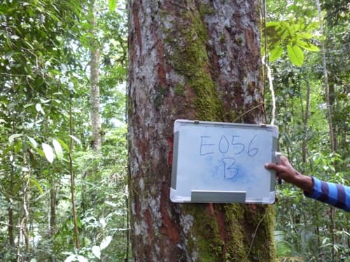 Kayu Mawang
